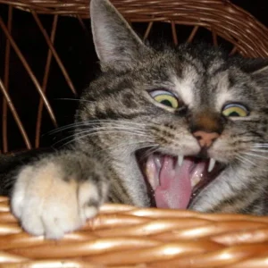 Grinsekatze.jpg