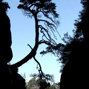 baum rathen.jpg
