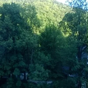 Forest, May 17th, 2012.jpg