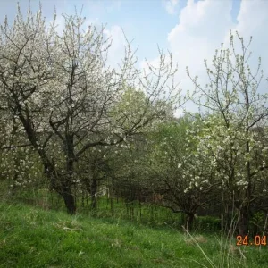 DSCN2360.jpg