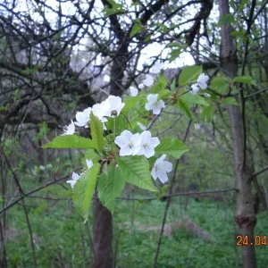 DSCN2381.jpg