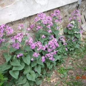 DSCN2398.jpg