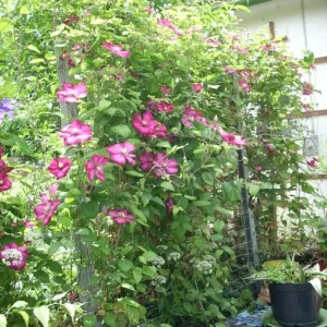 DSCN2648.jpg