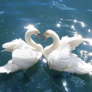swan3.jpg