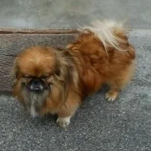 Der Hund mit dem Eule Gesicht.jpg