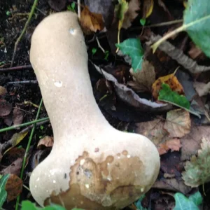 pilz1.jpg