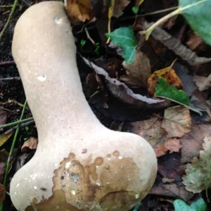 pilz.jpg