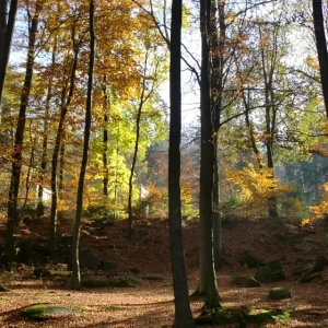 wald1.jpg