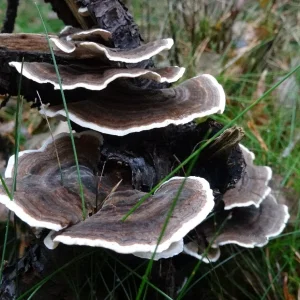 Kraft der Natur.JPG