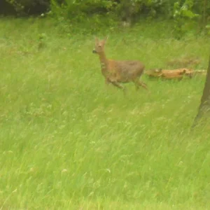 Rehe 011.JPG