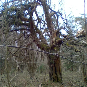 Bild 2350.jpg