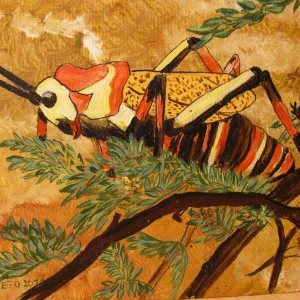 Heuschrecke IMG_0303.JPG