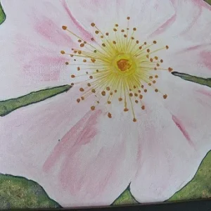 Heckenrose IMG_0061.JPG