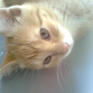 Karli ist so süß.jpg