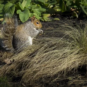 Grauhörn Hyde Park 1 (1 von 1)-2.jpg