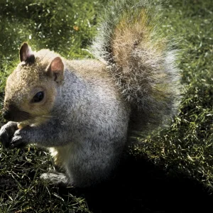 Grauhörn Hyde Park 1 (1 von 1)-3.jpg