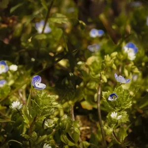 Blumen und Eidechse (1 von 2).jpg