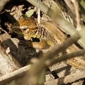 Blumen und Eidechse (2 von 2).jpg