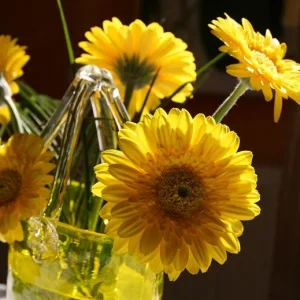 Gerbera 005 mit Wasserzeichen u.kleiner.JPG