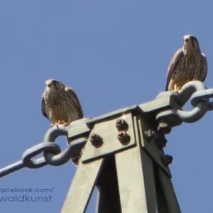 turmfalken 0102 607x sig fb.jpg