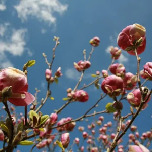 Aboretum 17.04.2011 009.jpg