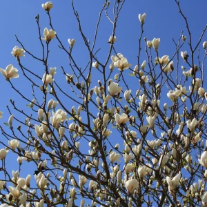 Aboretum 17.04.2011 050.jpg