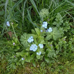 forgetmenot.jpg
