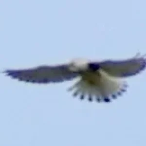 Bussard.jpg