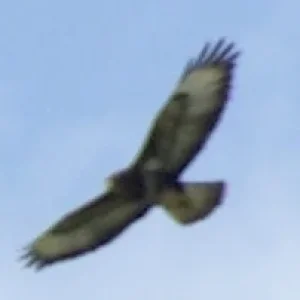 Bussard02.jpg