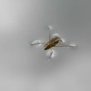 Botanischer Garten April 2015 (2 von 12).jpg