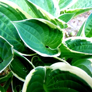 Hosta.JPG
