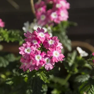 Test EOS 5dIII (4 von 6).jpg