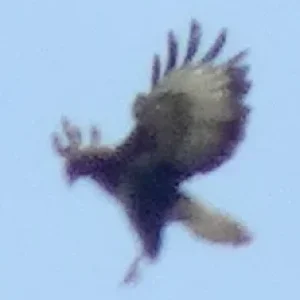 MalWiederVogel.jpg