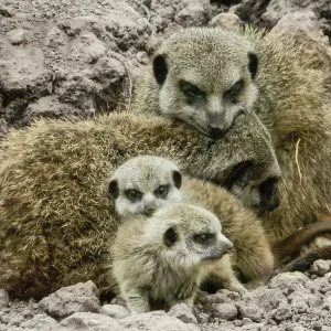 Erdmännchen (1 von 1).jpg