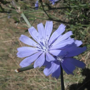 DSCF7344.JPG