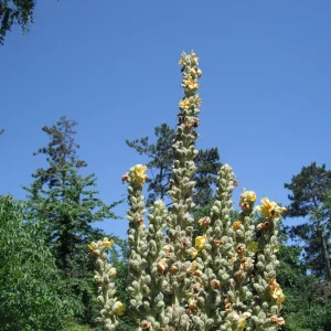 DSCF7346.JPG
