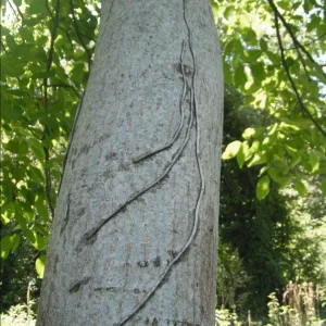 DSCF7356.JPG