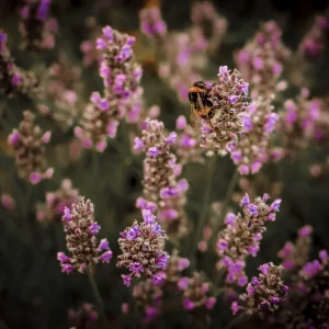 Hummel (1 von 1).jpg
