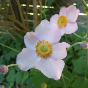 Anemone2.JPG