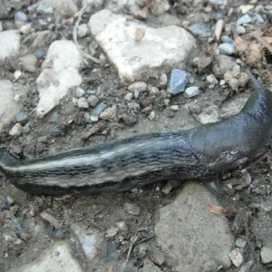DSCF7363.JPG