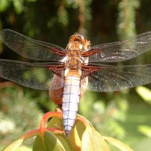 Libelle.jpg