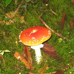 IMG_0005.JPG