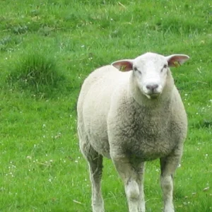 Friesach_Mai 2010 (45).jpg