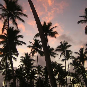 Domrep_0111 023.jpg