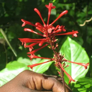 Domrep_0111 619.jpg