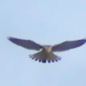 Falke_20150924_01.jpg