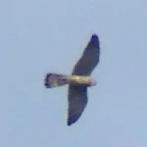 Falke_20150924_02.jpg