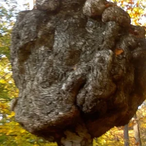2015-10-24-0128.jpg