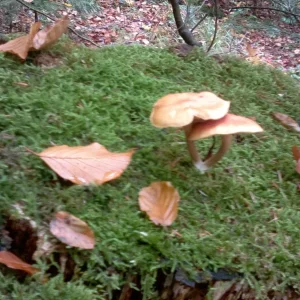 2015-10-25-0129.jpg