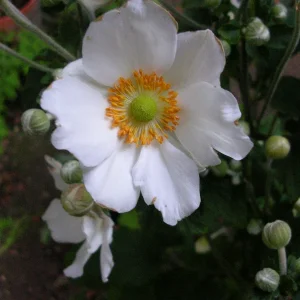 dscn2662.jpg